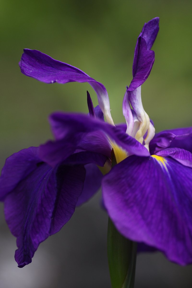 花菖蒲