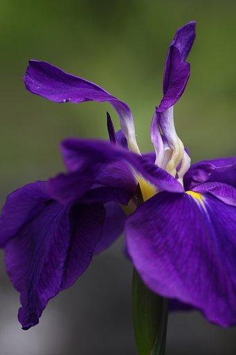 花菖蒲