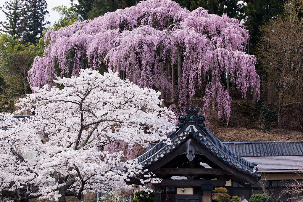 福聚寺紅枝垂れ桜