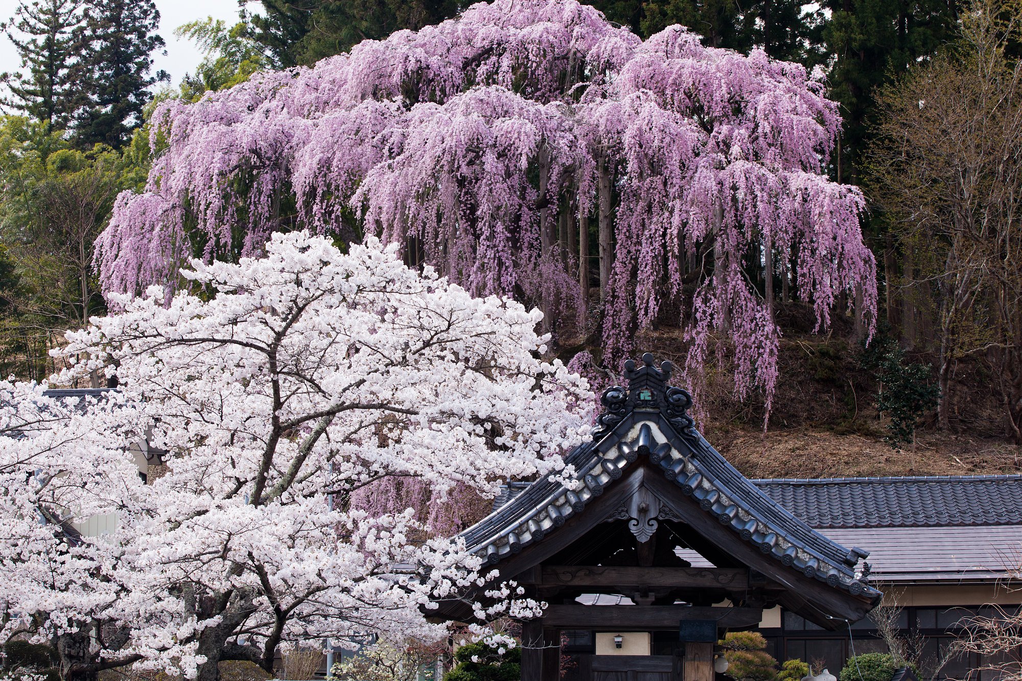 福聚寺紅枝垂れ桜