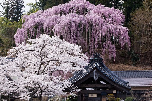 福聚寺紅枝垂れ桜
