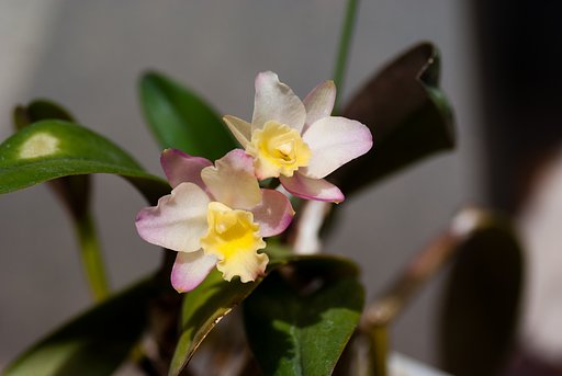 カトレアの二回目の花が咲きました。