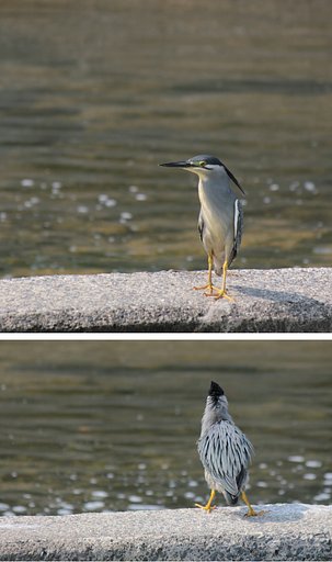 キョロ（ササゴイ）の脱力ポーズ前後