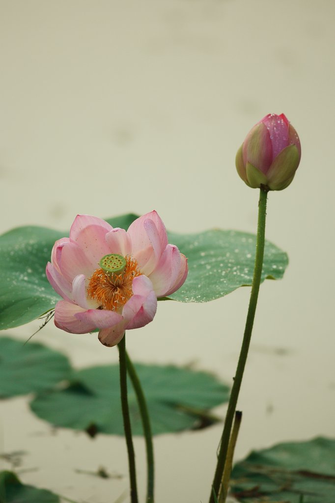 私もハスで１枚