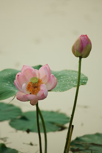 私もハスで１枚