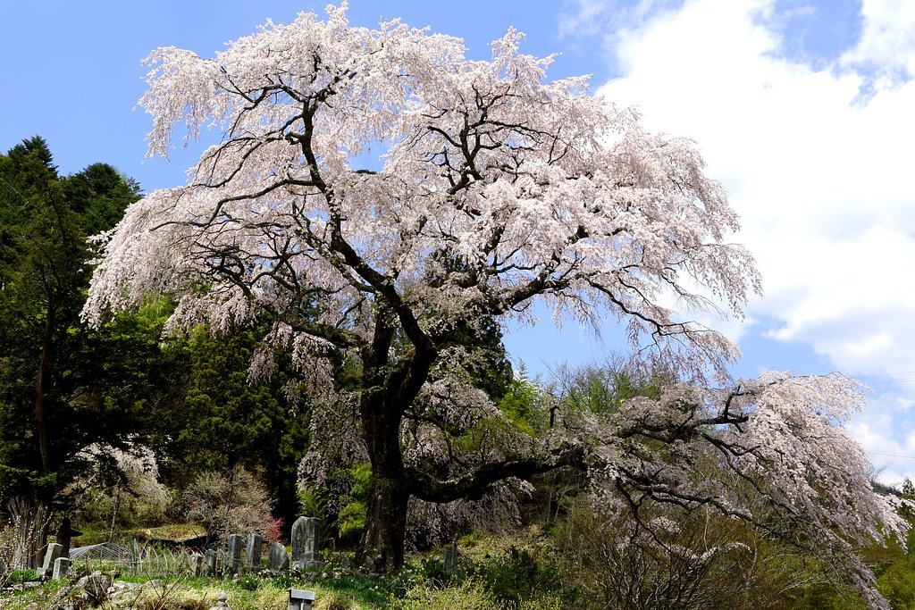 黒船桜