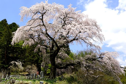 黒船桜