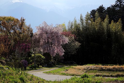 伊那の小桜