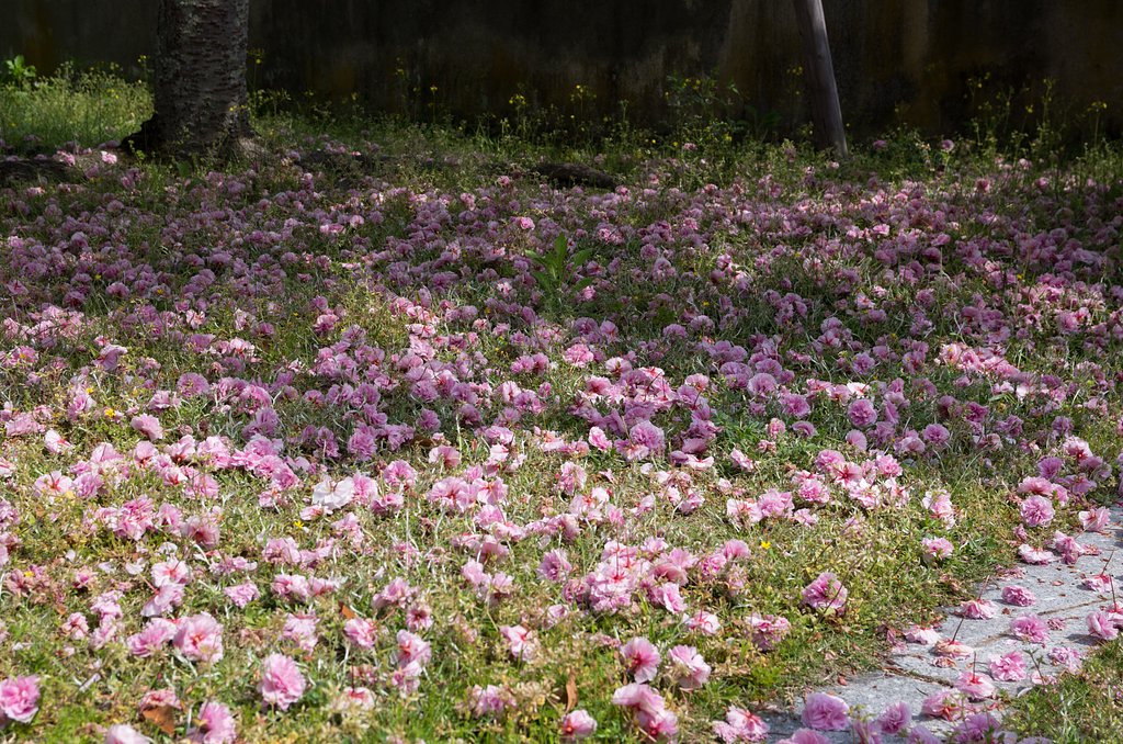 散り花