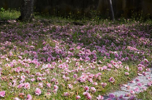 散り花