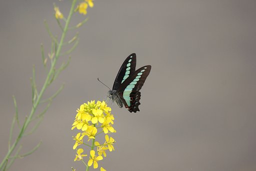アオスジアゲハ菜の花に