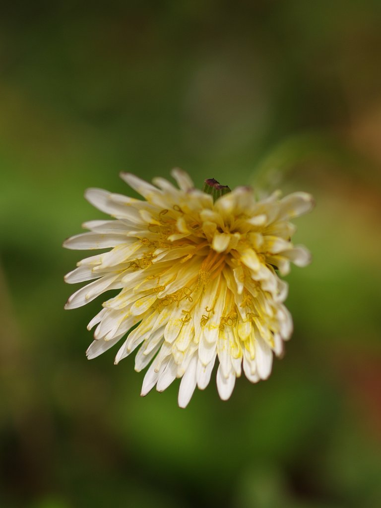白花たんぽぽ