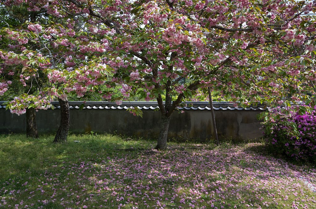 桜散る