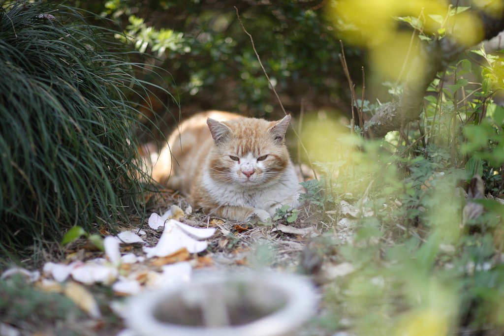 菜の花と落椿と猫