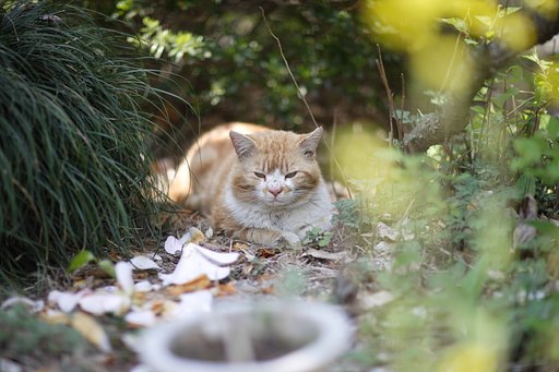 菜の花と落椿と猫