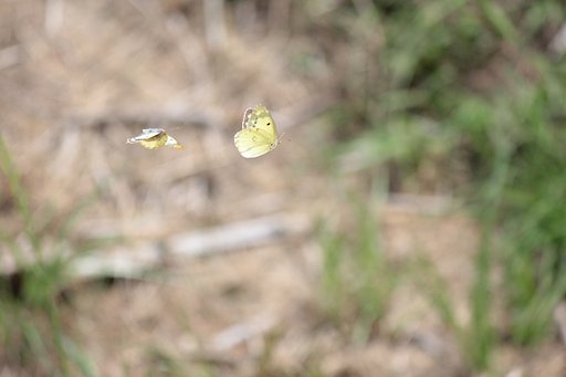 モンキチョウ軽やかに
