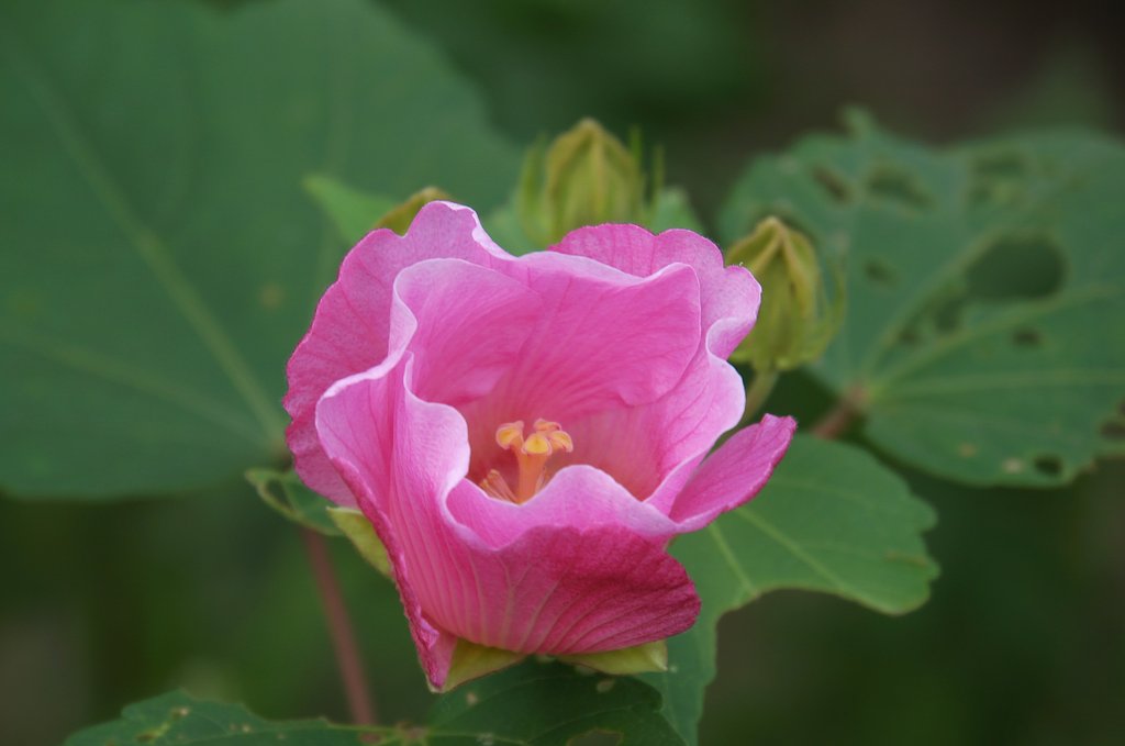 芙蓉