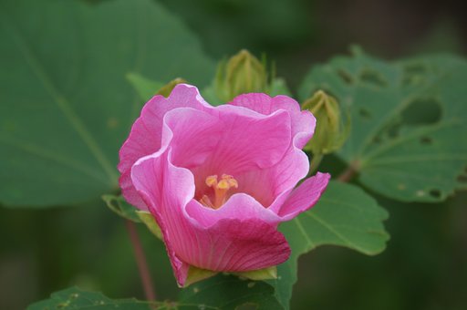 芙蓉