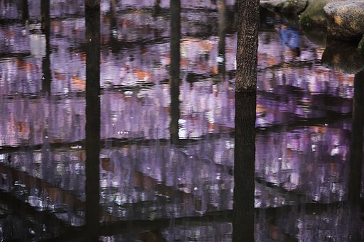 藤の水写し