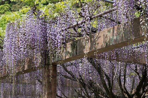 紫の雨