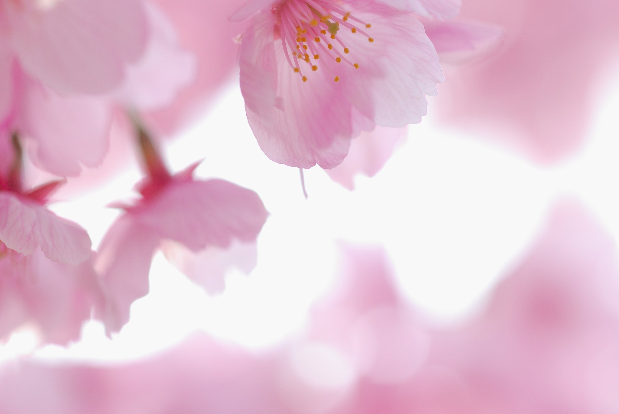 桜色に包まれて