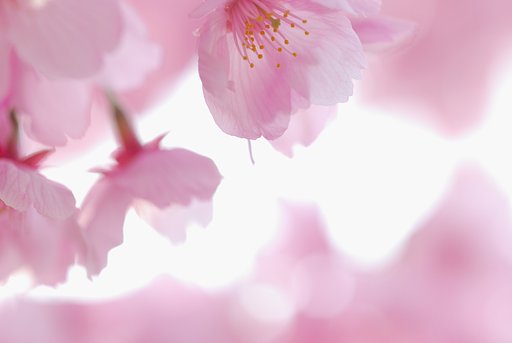 桜色に包まれて