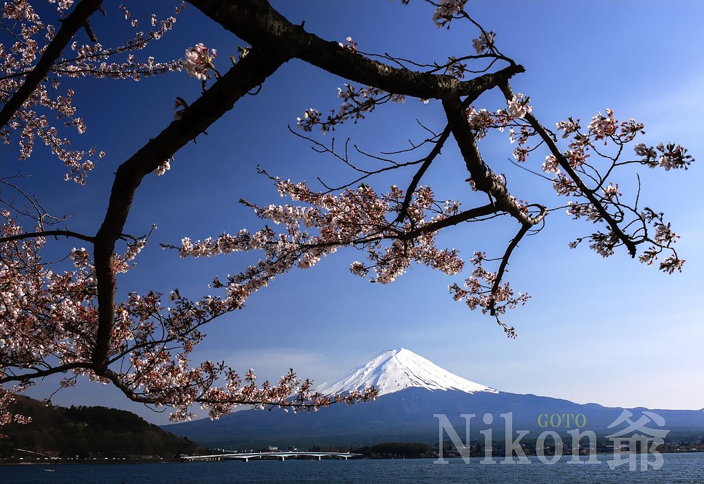 見納め桜