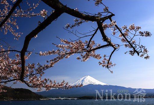 見納め桜