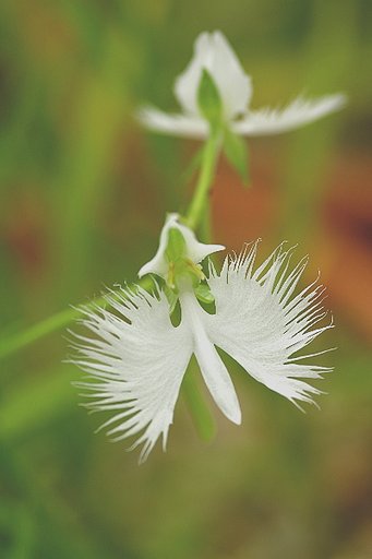 サギ草