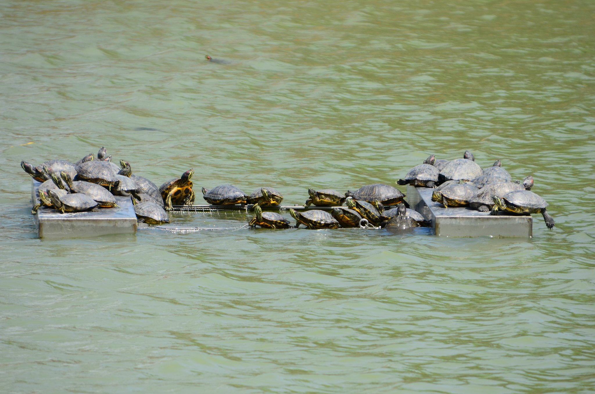 日光浴のカメ