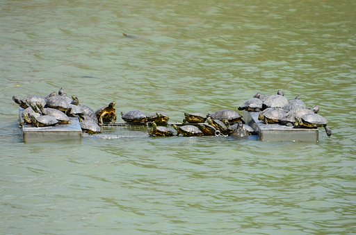 日光浴のカメ