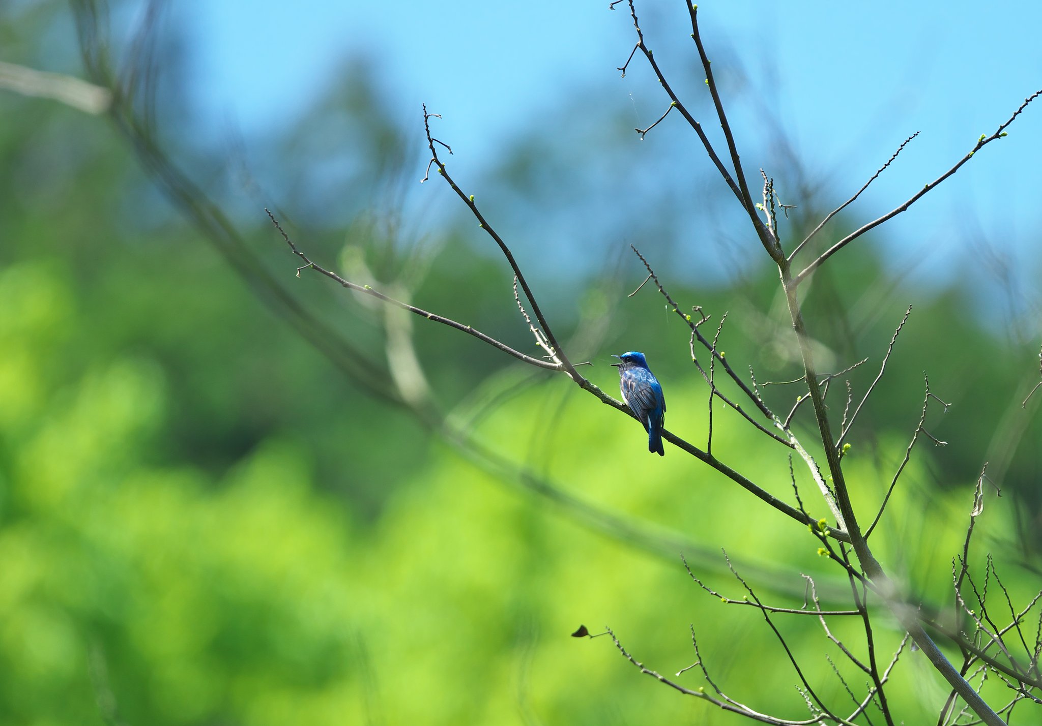 山間部に鳴く