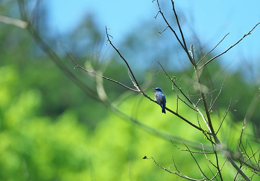 山間部に鳴く