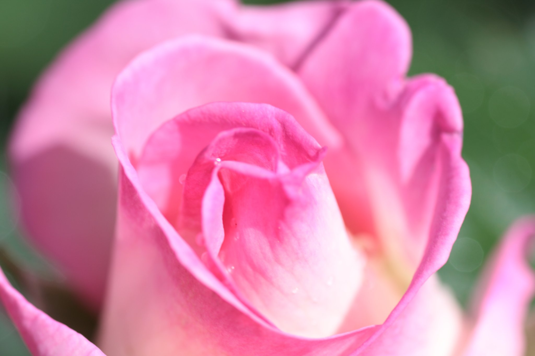 薔薇が開花しました