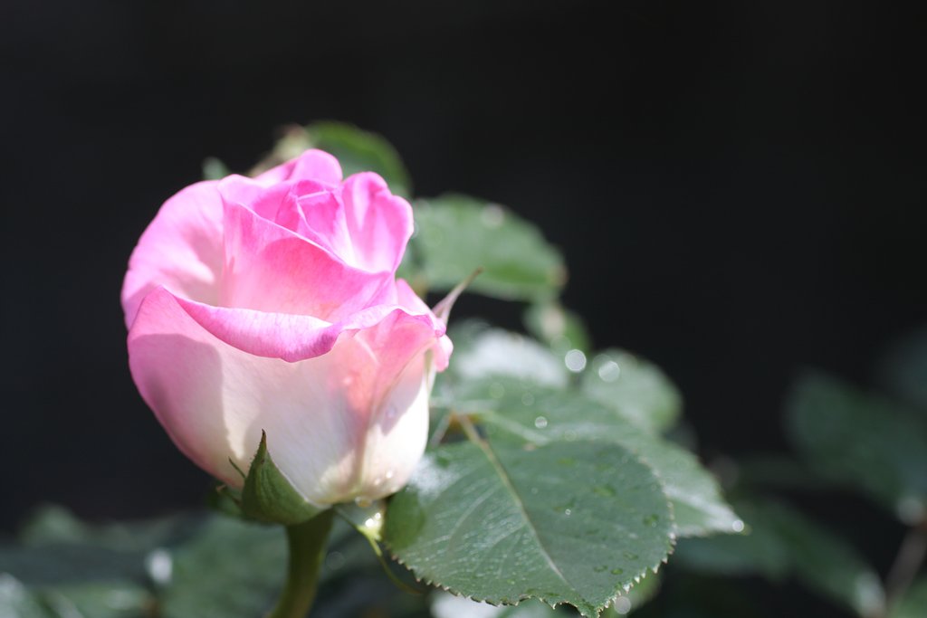 薔薇開花