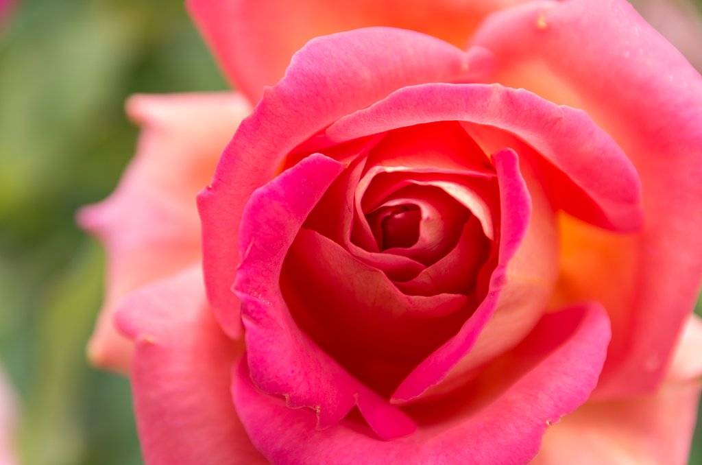【SOL】La Vie en rose  2