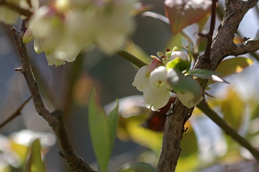 ブルーへベリーの花