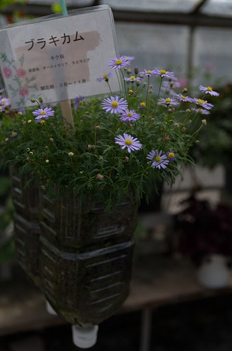 ブラキカム
