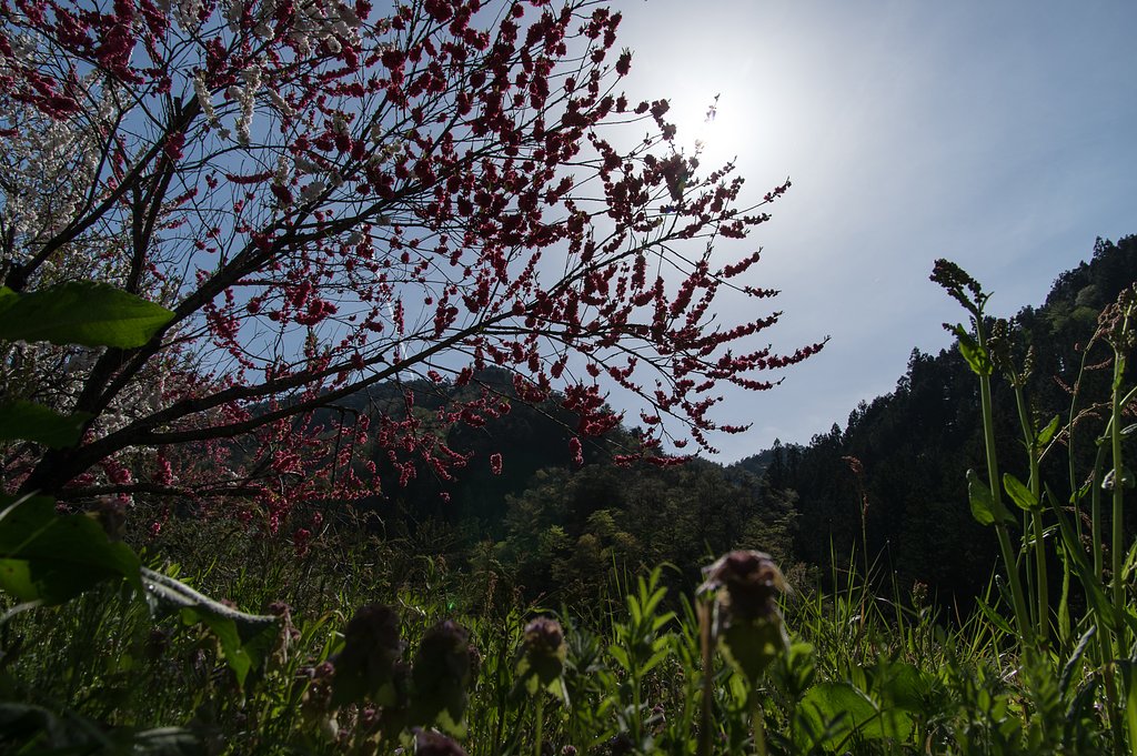 国道沿いの春
