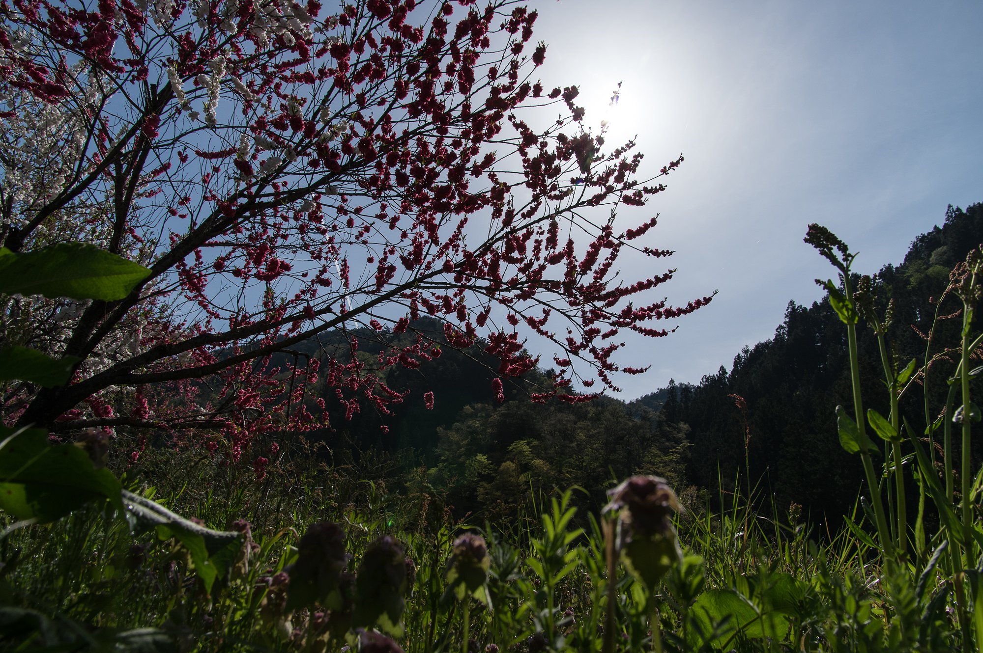 国道沿いの春
