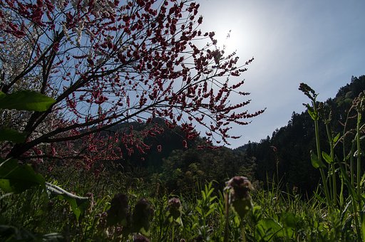 国道沿いの春