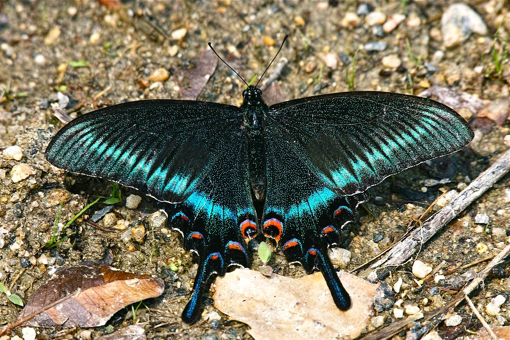 ミヤマカラスアゲハ♂