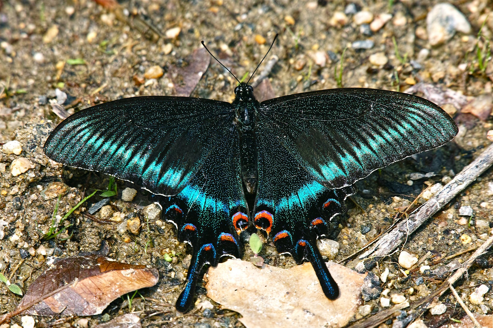 ミヤマカラスアゲハ♂