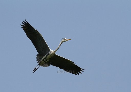 今日も、飛びます、飛びます。