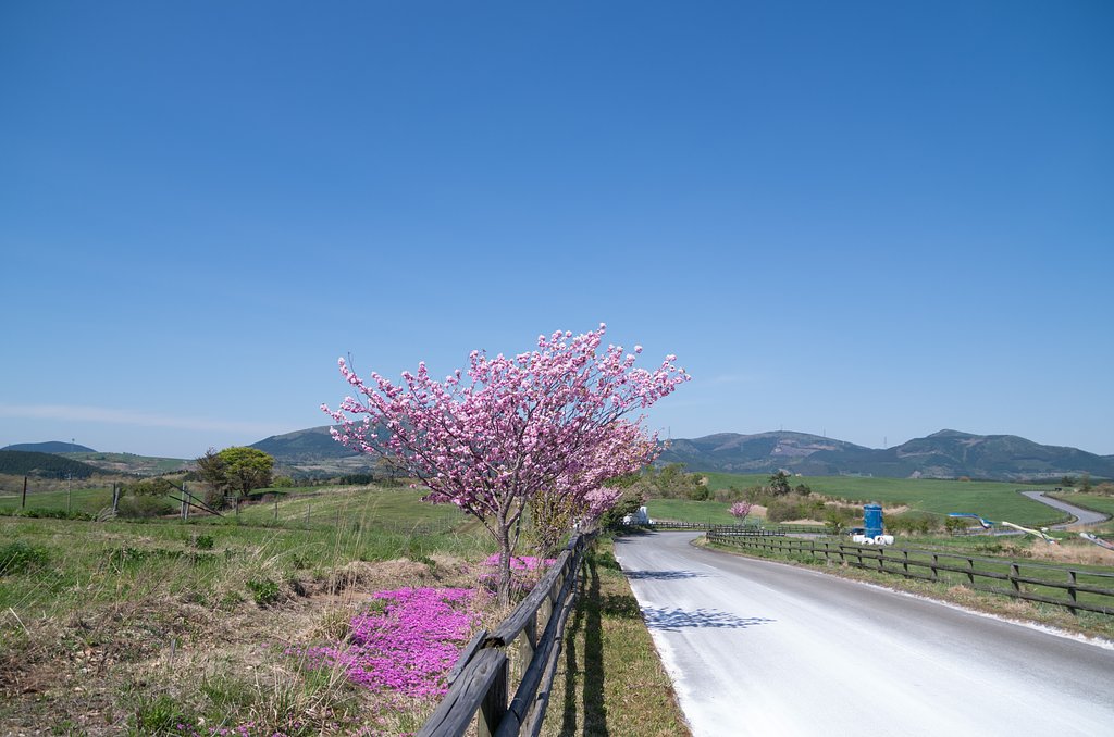 八重桜