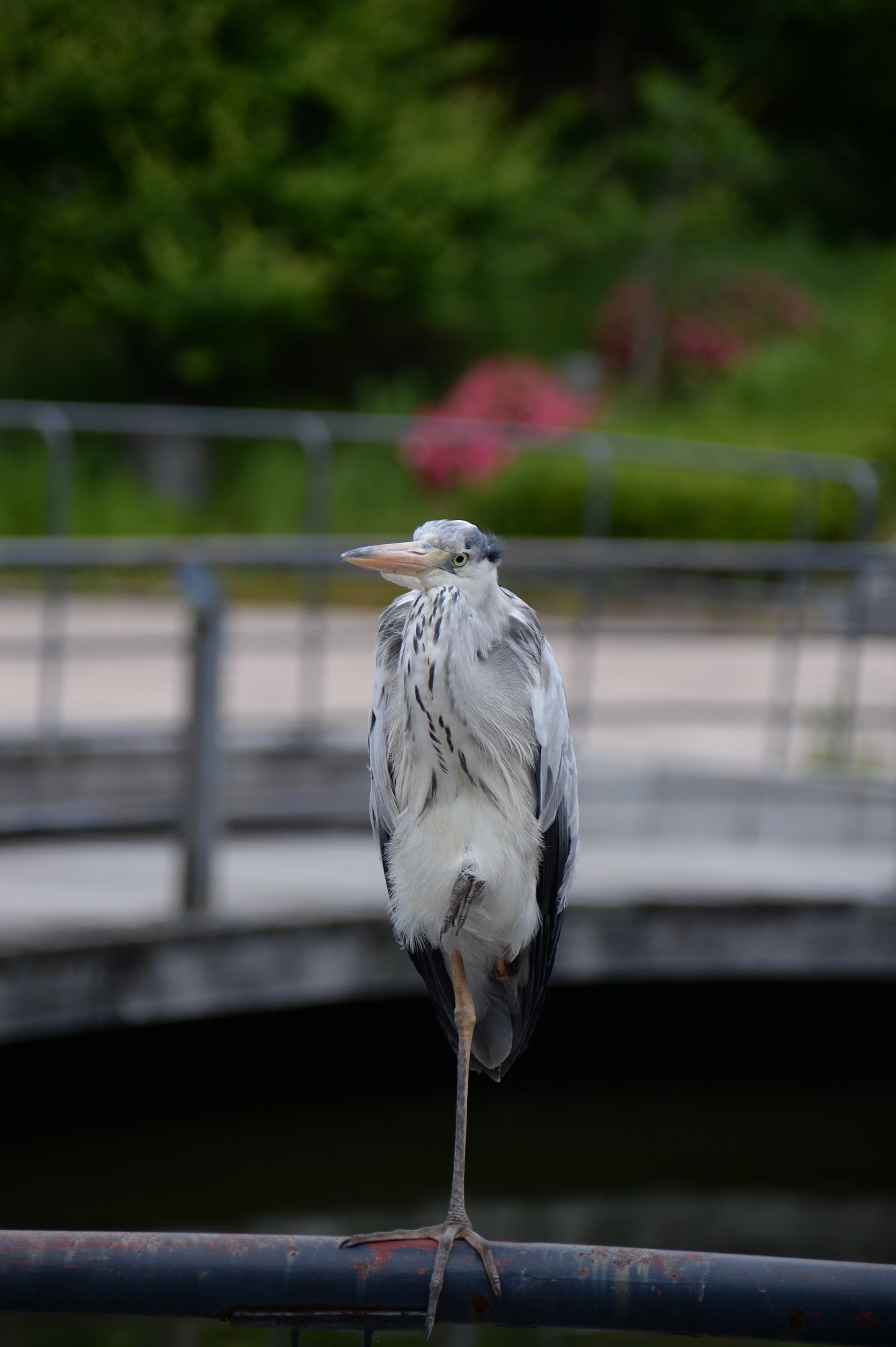 アオサギ
