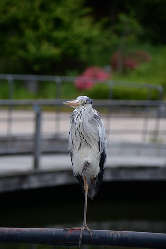 アオサギ