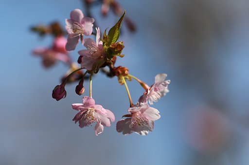 河津桜