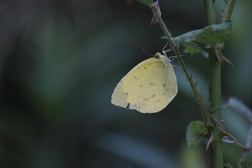 キタキチョウ独り