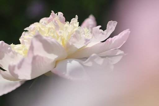 シャクヤク